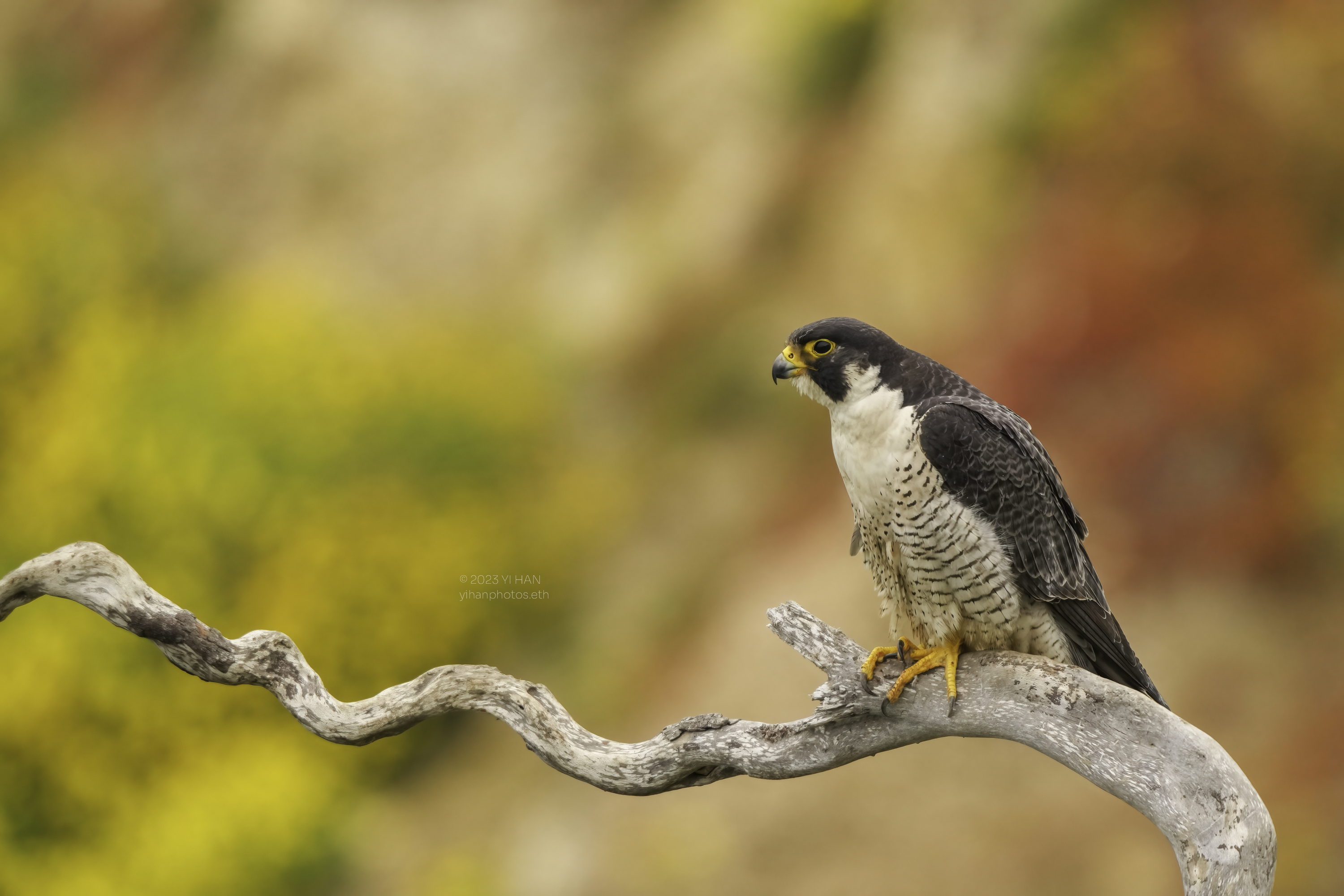 peregrine_ falcon_wallpaper_4